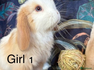 Mini Lop rabbits Friendly and curious mini lops (vaccinated) - Advert 1