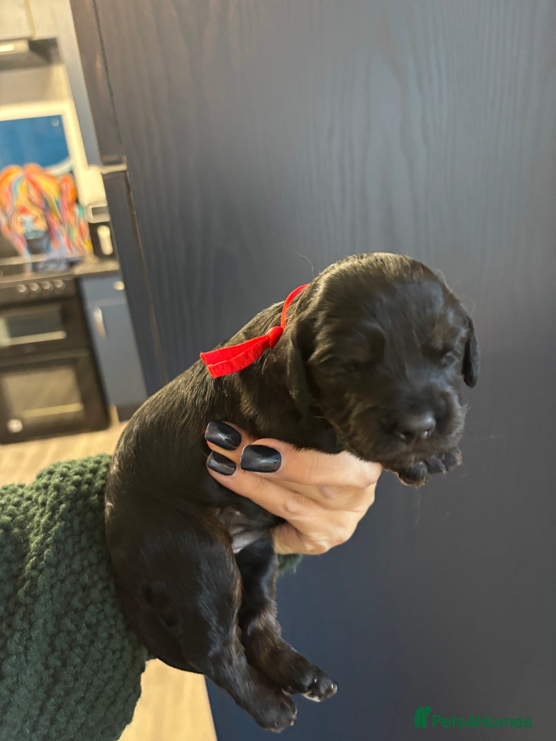 Cockapoo dogs for sale: F2 cockapoo’s (last girl) - Advert 22