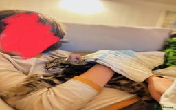 Bengal cats for sale: Two beautiful loving Boys 9 weeks old - Image 3