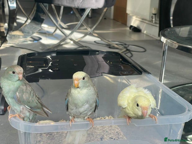 Parakeets birds - Advert 4