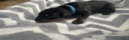 Dobermann dogs for sale: KC registered Dobermann puppies - Advert 28