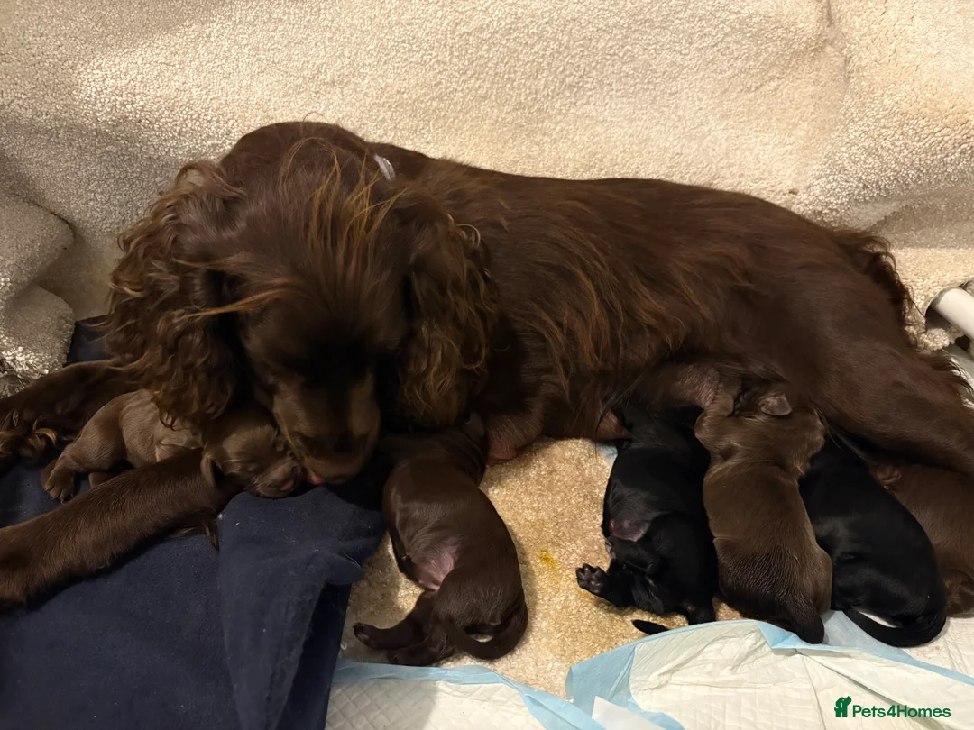 Cocker Spaniel dogs for sale: 6 beautiful Cocker spaniel puppies  - Advert 23