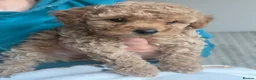 Toy Poodle dogs for sale: Beautiful Poodles - 1 Girl & 1 Boy left  - Advert 9