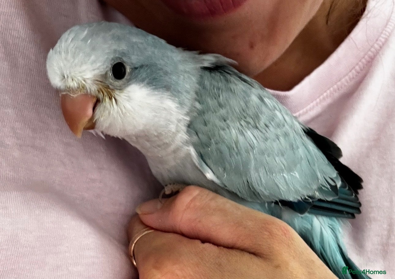 Parrots birds LAST Silly tame Quaker baby  - Advert 11