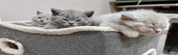 British Shorthair cats for sale: Tica Registered British Shorthair kittens - Advert 14