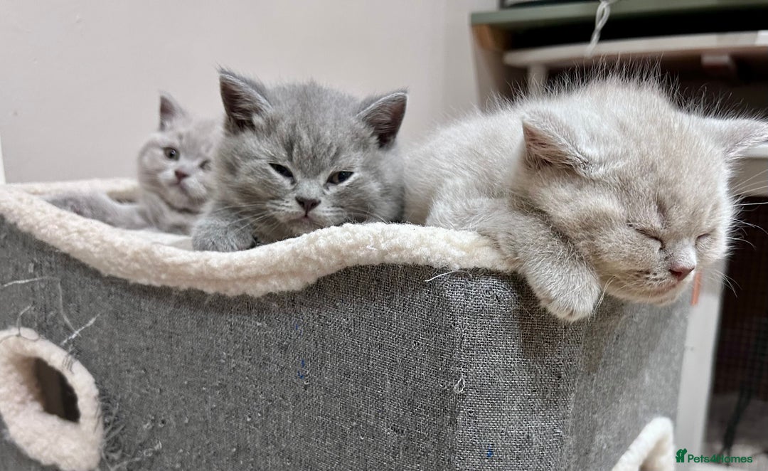 British Shorthair cats for sale: Tica Registered British Shorthair kittens - Advert 14