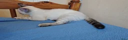 Mixed Breed cats for sale:  1 girl left lynx point - BLUE eyed ragdoll mix - Advert 27