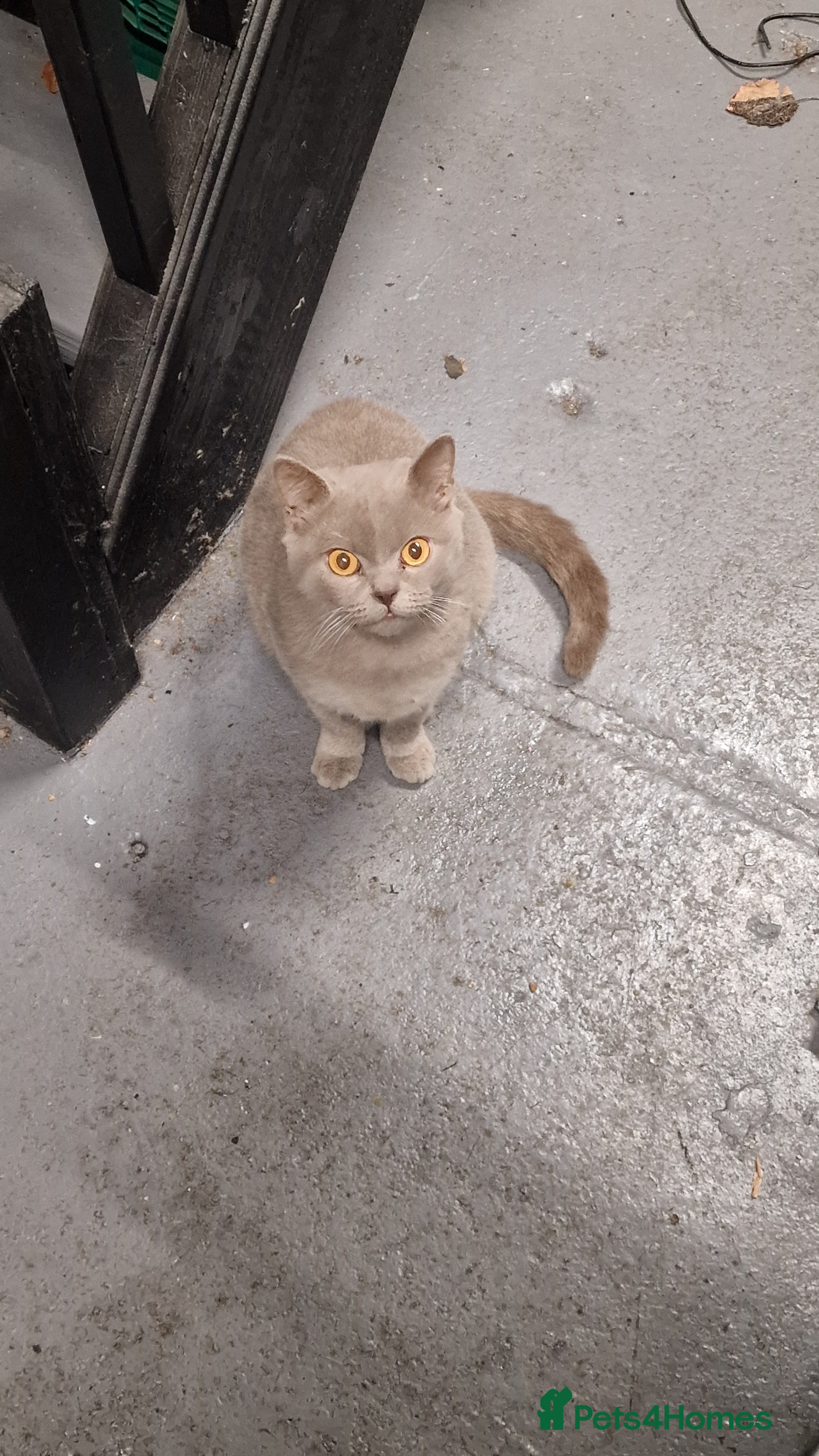 British Shorthair cats British short hair blue/hint of brown - Advert 1