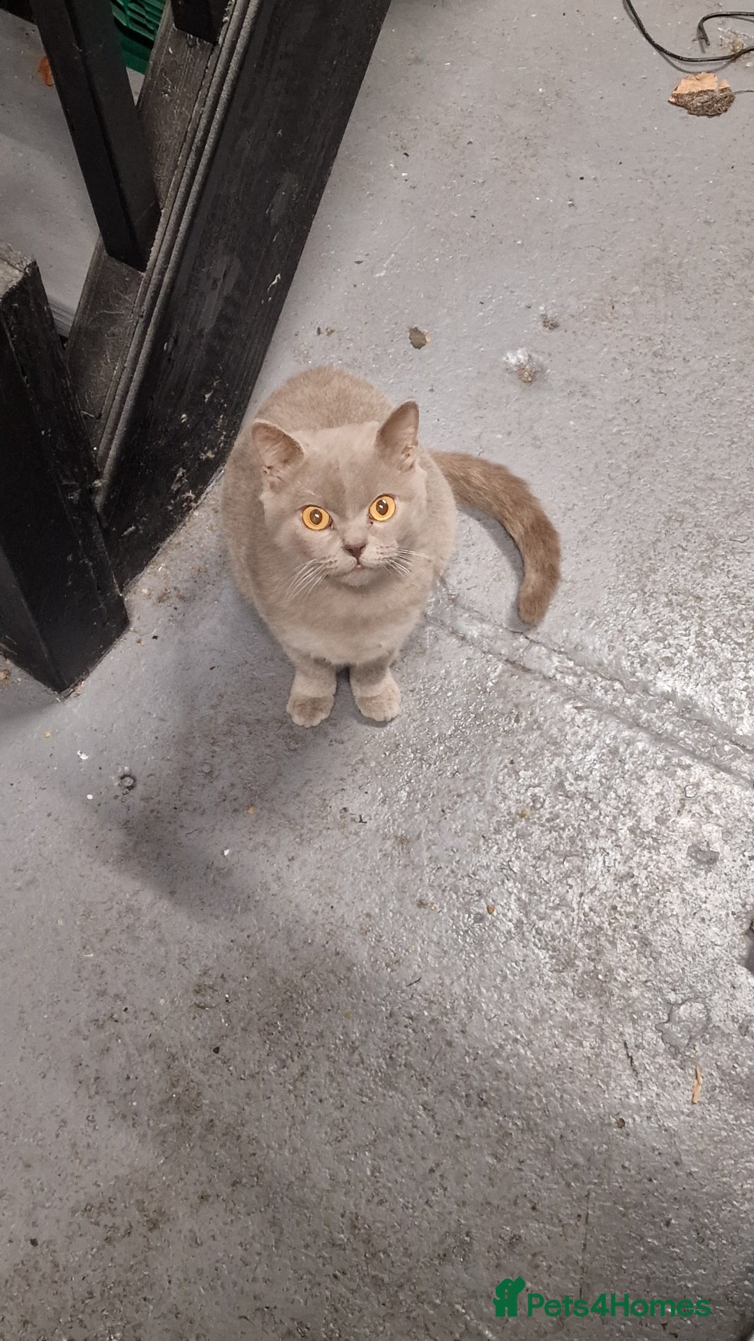 British Shorthair cats for sale: British short hair blue/hint of brown - Advert 1