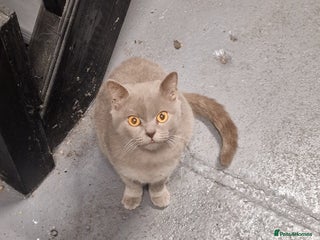 British Shorthair cats British short hair blue/hint of brown - Advert 1