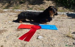 Miniature Dachshund dogs for sale: Handsome quality long haired male available  - Image 30