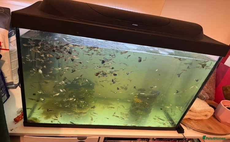 Live Bearers fish - Advert 1