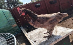 Chickens poultry for sale: 4 Chickens for sale - Image 4