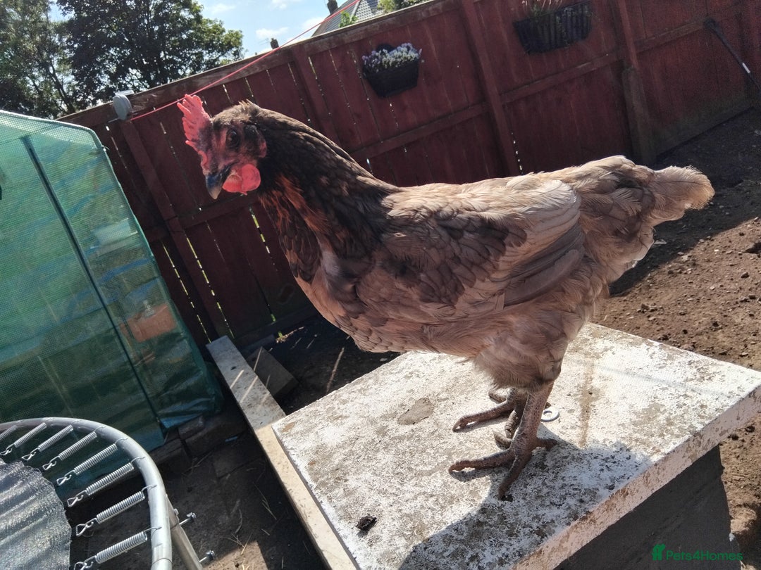 Chickens poultry for sale: 4 Chickens for sale - Image 4
