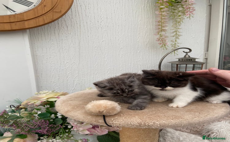 Persian cats - Advert 4