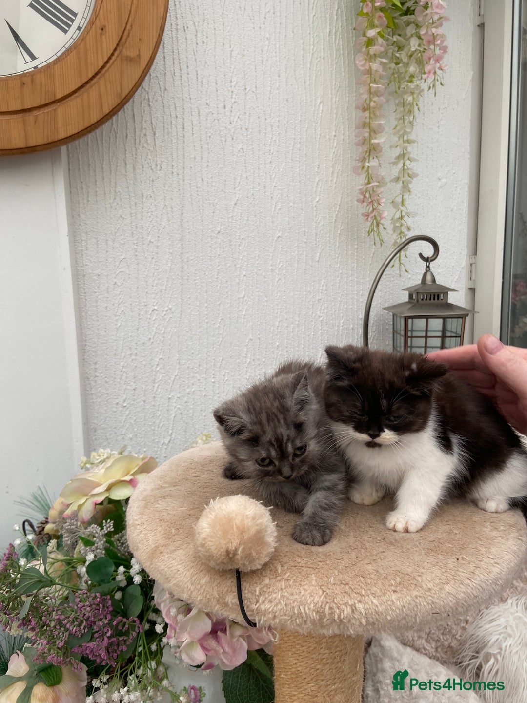 Persian cats for sale: Open faced Persian girl  - Image 1