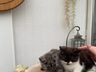 Persian cats - Advert 11