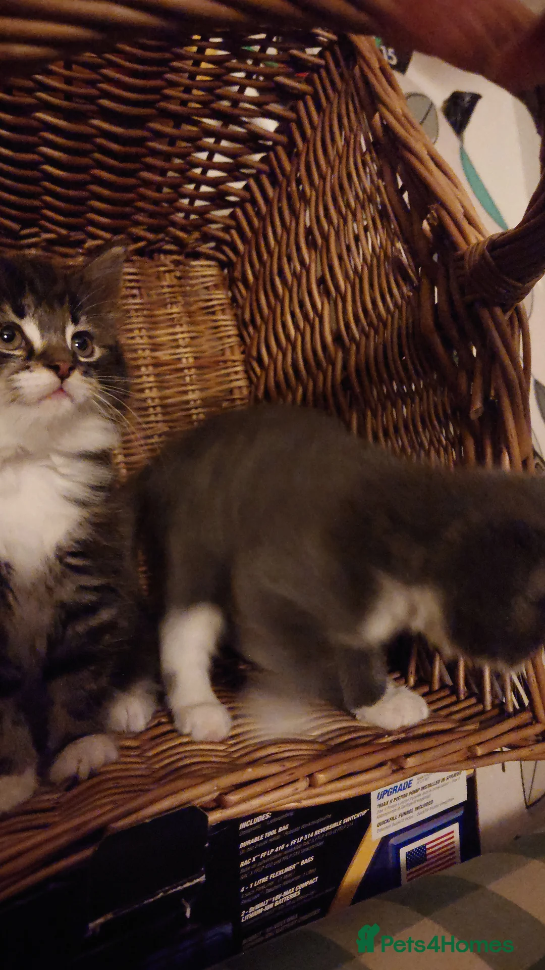 Mixed Breed cats for sale: HWe have 2boys,11 weeks old ready garden house pls - Advert 4