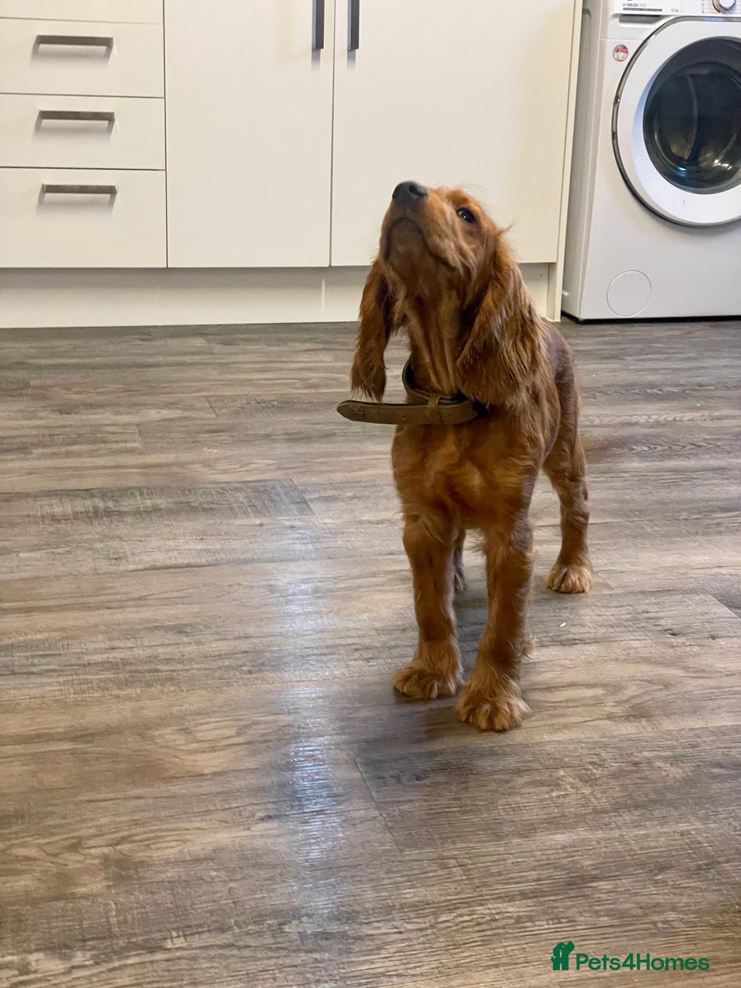 Cocker Spaniel dogs for sale: et Buster: Fully Trained Loving Red Cocker Spaniel - Advert 12