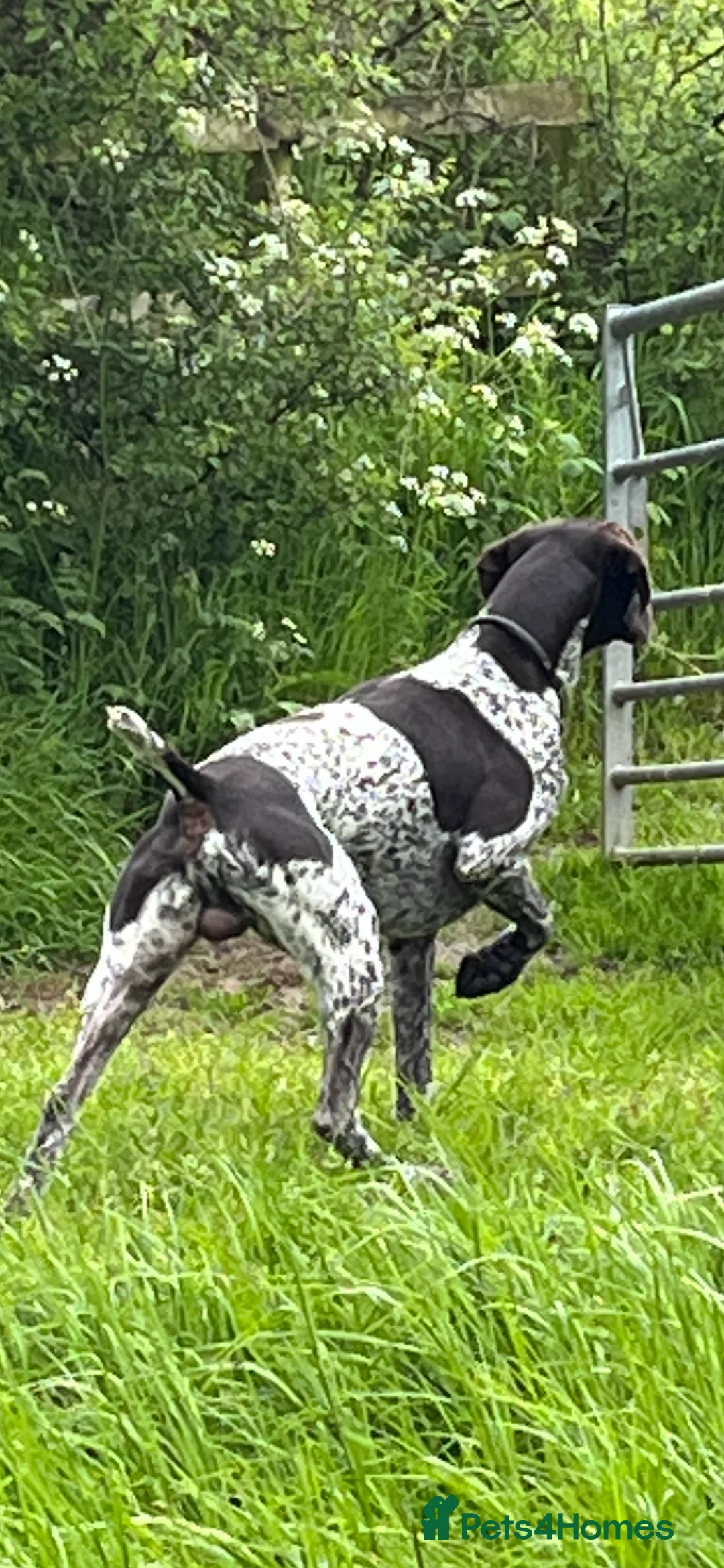 German Shorthaired Pointer dogs for stud: Proven German Shorthaired Pointer - Arthur in Gloucester - Advert 9