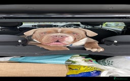 Old Tyme Bulldog dogs for sale: Old English/Tyme Bulldog for adoption  - Image 3