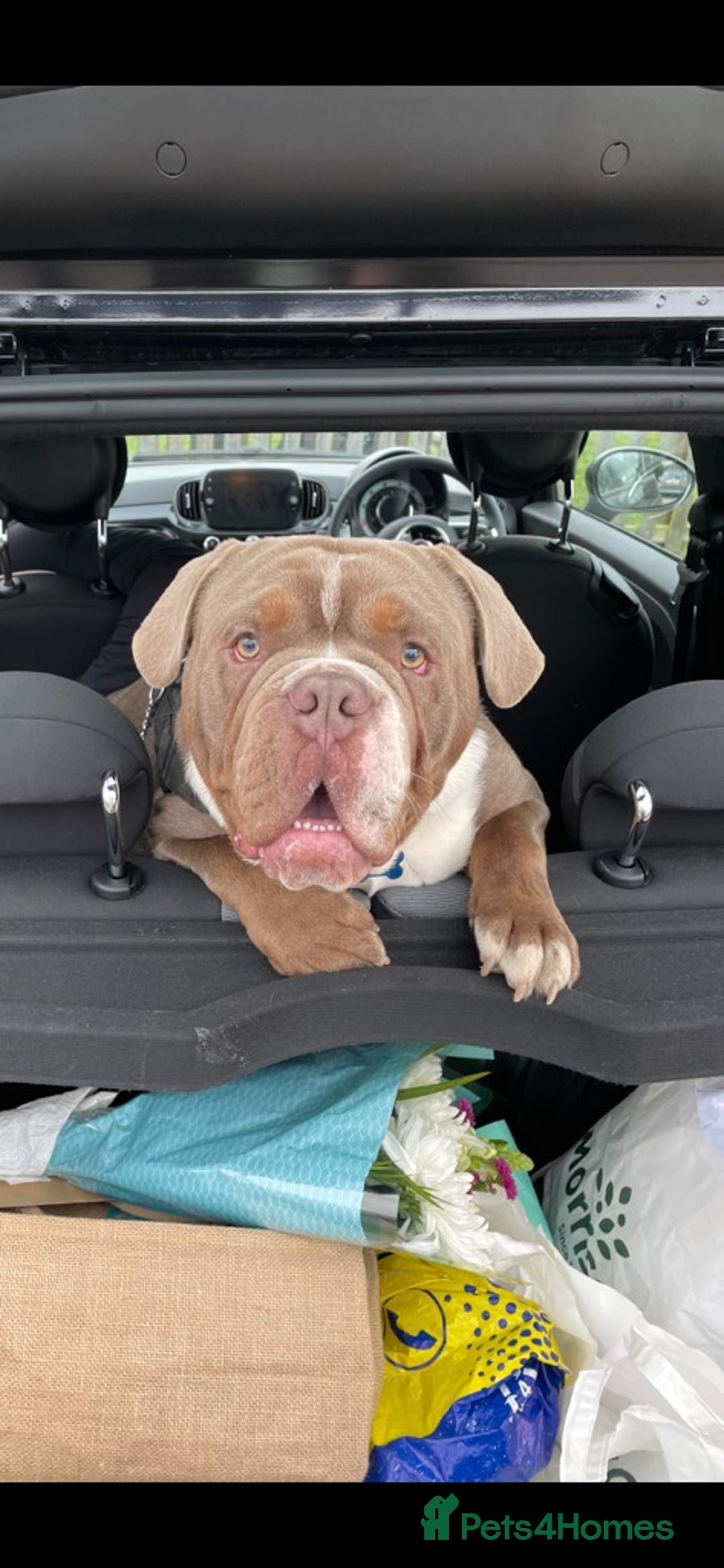 Old Tyme Bulldog dogs for sale: Old English/Tyme Bulldog for adoption  - Image 3