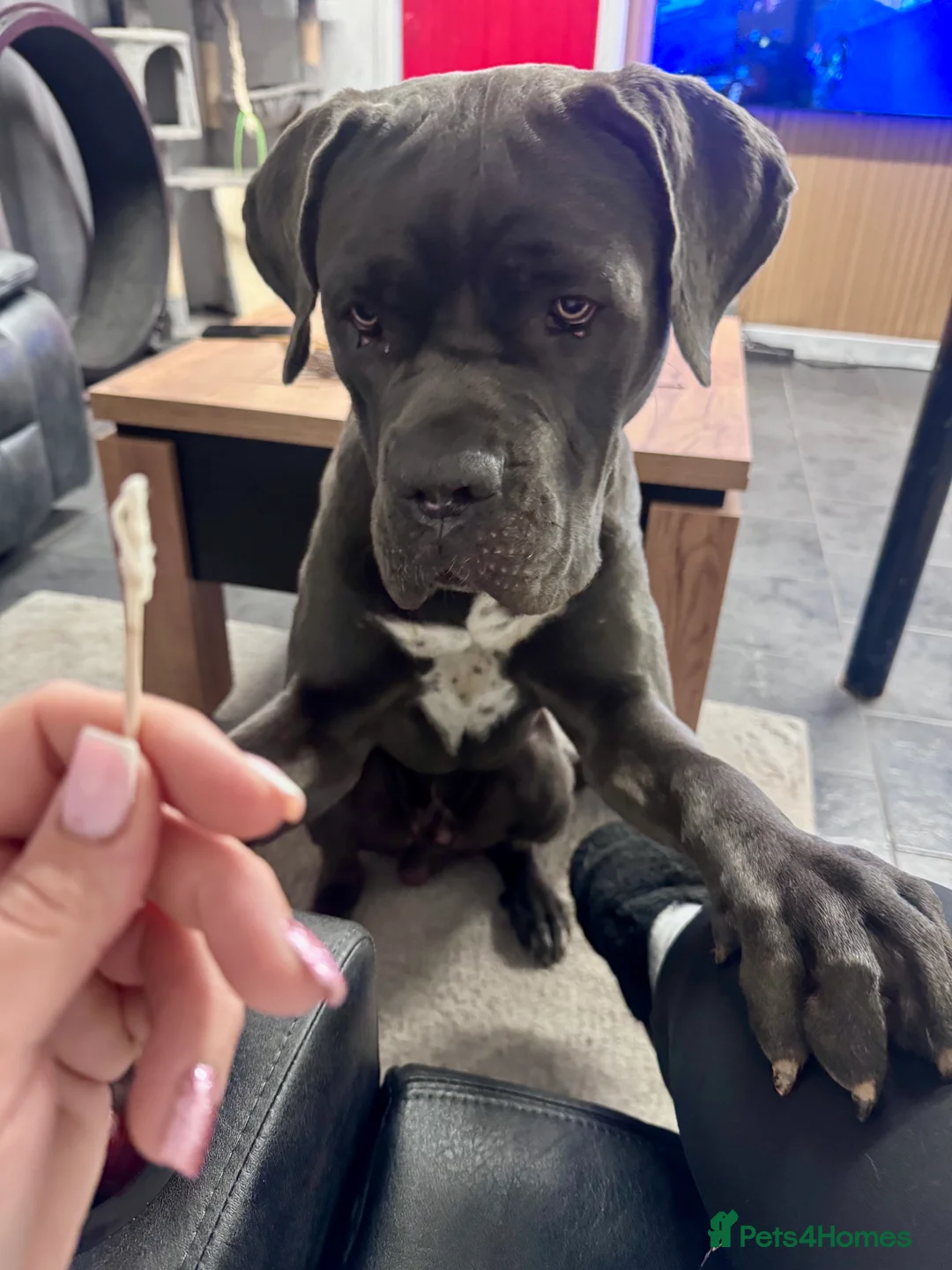 Cane Corso dogs for sale: 💙Cane Corso Boy Seeking Experienced,Loving Home💙 - Advert 7