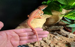 Bearded Dragon reptiles for sale: Beautiful juvenile Bearded dragon and set up. - Image 2