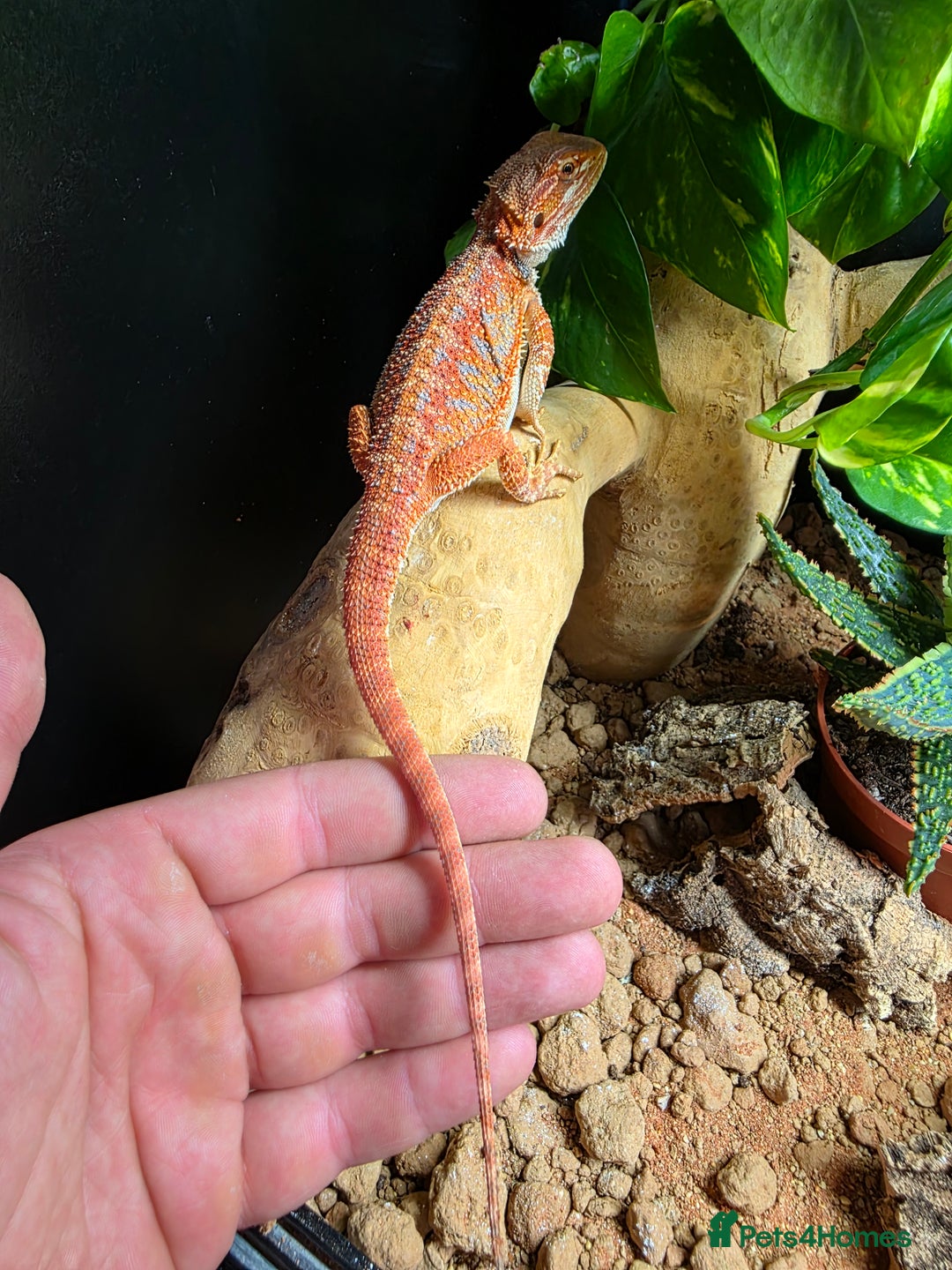 Bearded Dragon reptiles for sale: Beautiful juvenile Bearded dragon and set up. - Image 2