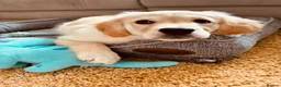 Golden Retriever dogs for sale: 💛 Heartbreaking Rehome – Golden Retriever Girl 💛 - Advert 4