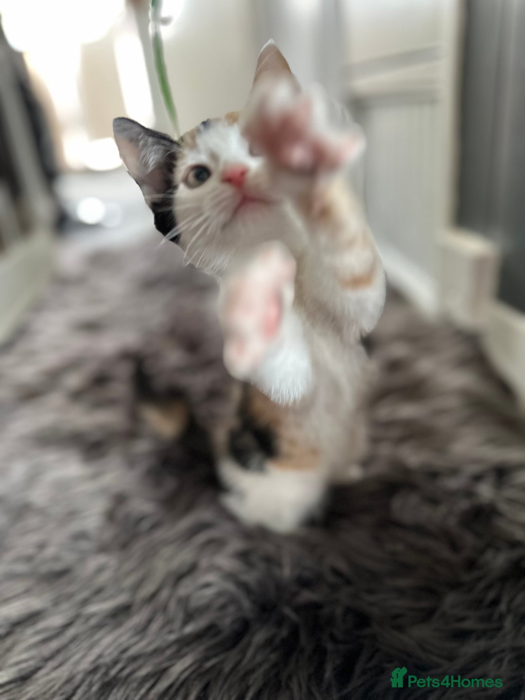 Domestic Shorthair cats for sale: 4 domestic kittens  - Image 4
