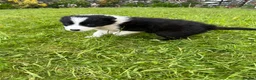 Border Collie dogs for sale: Border Collie Pups  in Sedbergh - Advert 5