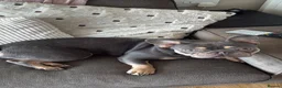 French Bulldog dogs for sale: French bulldog named Luna  in Twickenham - Advert 3
