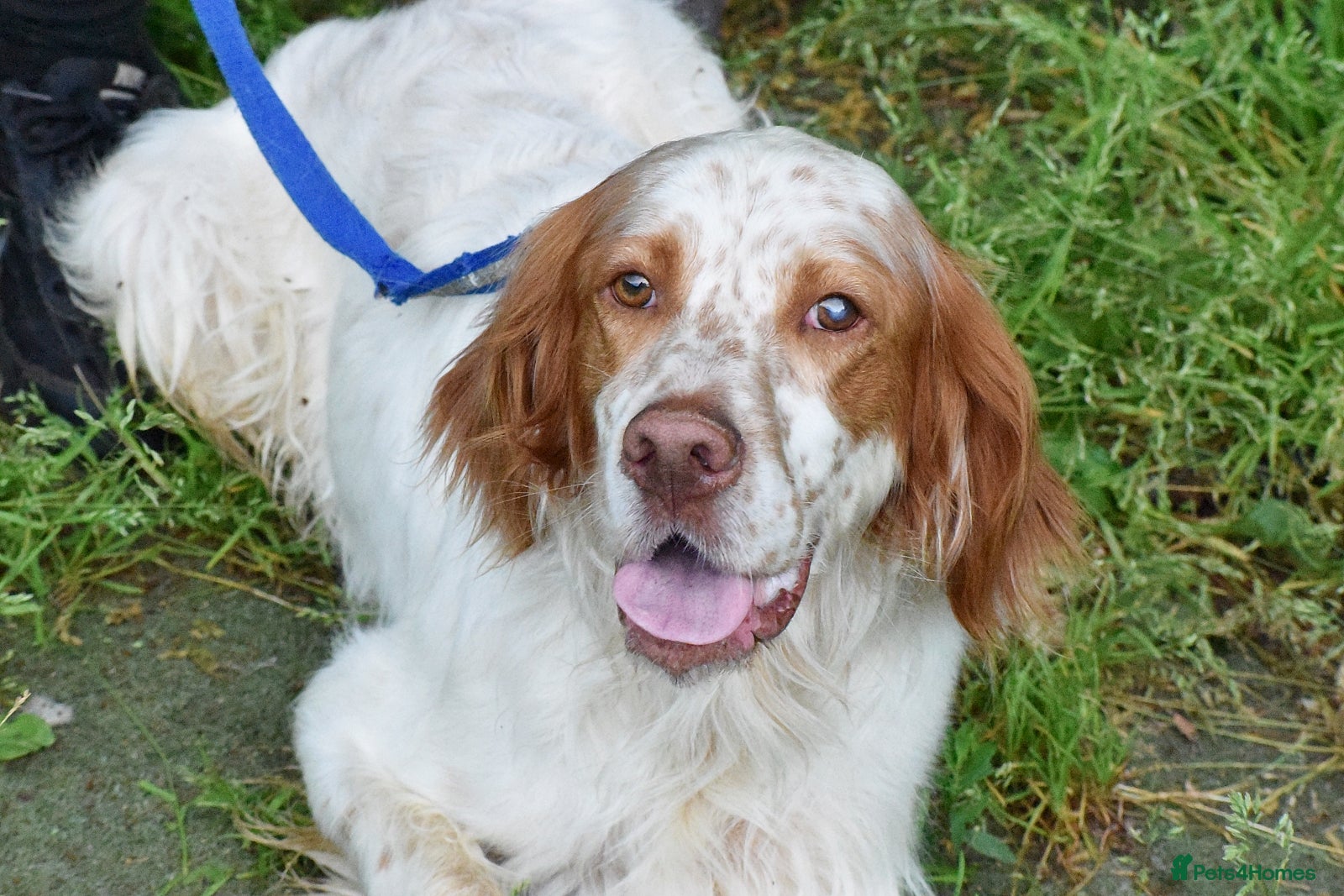 English Setter dogs for adoption: Leo   in Penryn - Advert 7