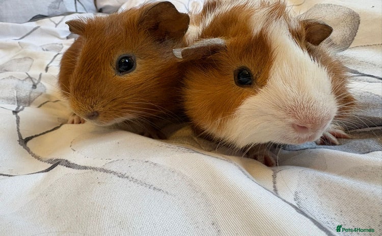 Guinea Pig rodents - Advert 1