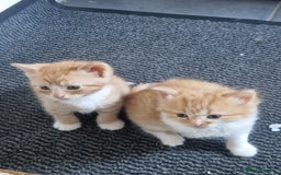 Domestic Shorthair cats for sale: Kittens for sale - Image 8