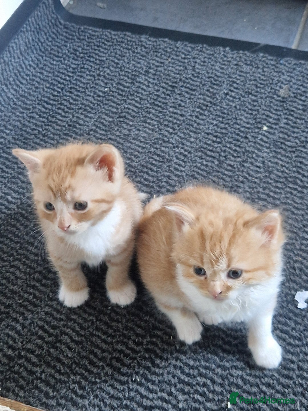 Domestic Shorthair cats for sale: Kittens for sale - Image 8