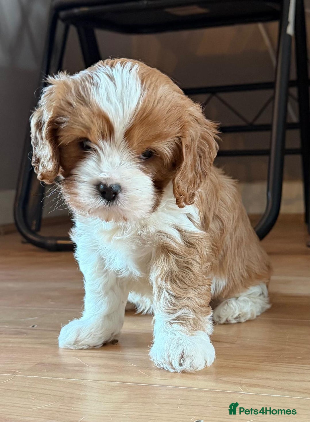 Cavapoo dogs for sale: Cavapoo boys from health tested parents  - Advert 1