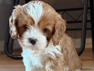 Cavapoo dogs Cavapoo boys from health tested parents - Advert 3