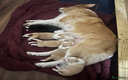 Border Collie dogs for sale: DUE 1st August Border collie Puppies - Image 9