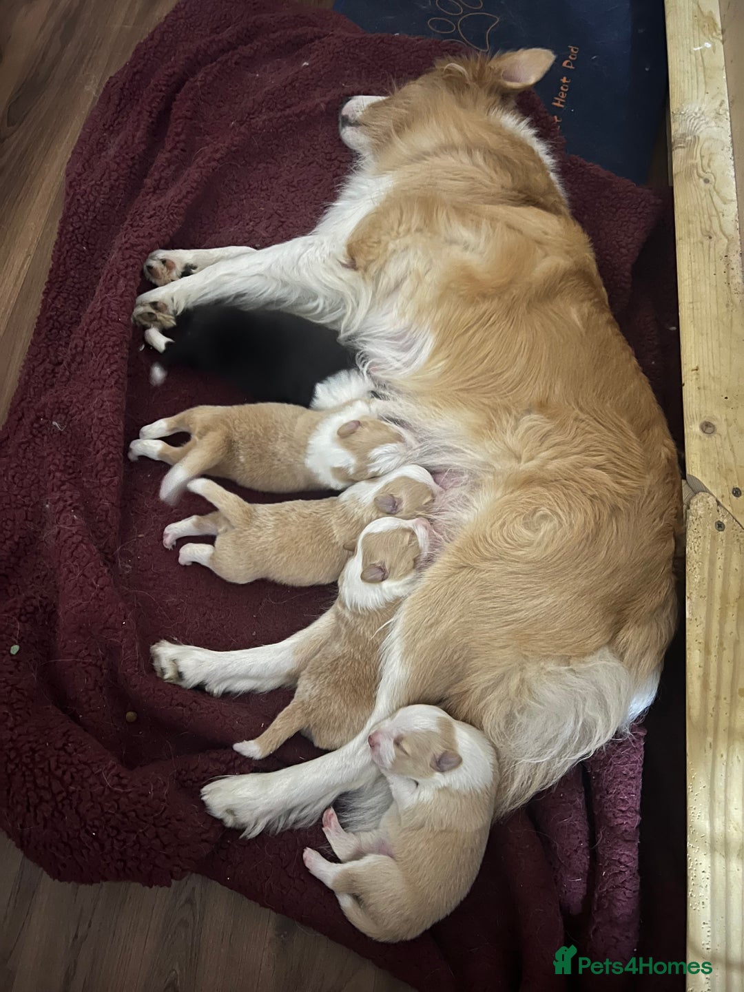 Border Collie dogs for sale: DUE 1st August Border collie Puppies - Image 9
