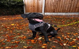 Mixed Breed dogs for sale: Buddy - Mixed breed.  - Image 1