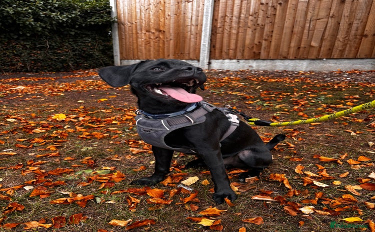 Mixed Breed dogs - Advert 5
