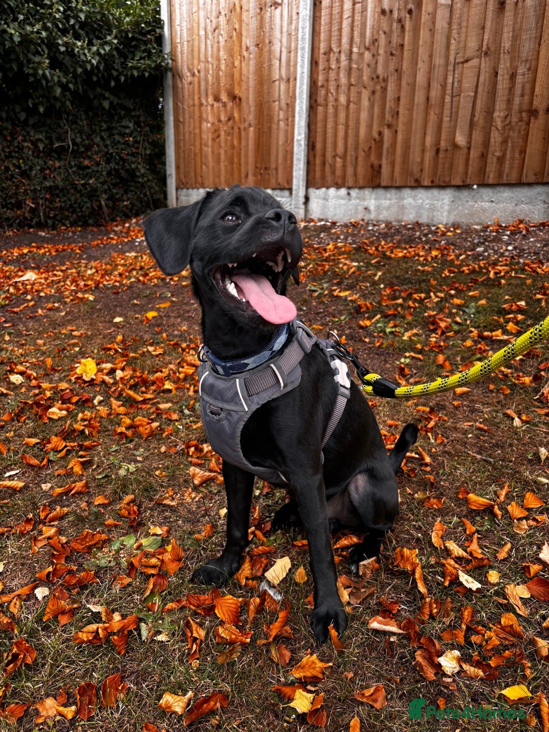 Mixed Breed dogs for sale: Buddy - Mixed breed.  - Image 1