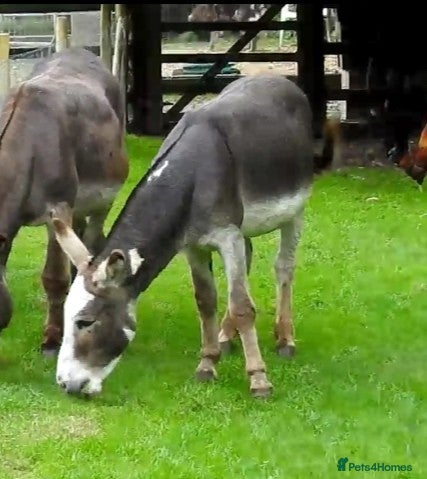 Donkey livestock Donkey Gelding  - Advert 3