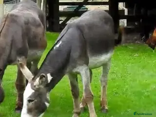 Donkey livestock Donkey Gelding - Advert 2