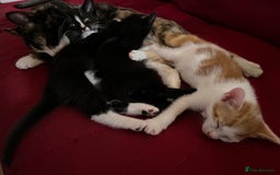 Mixed Breed cats for sale: Ginger and white kitten ready to find forever home - Image 4