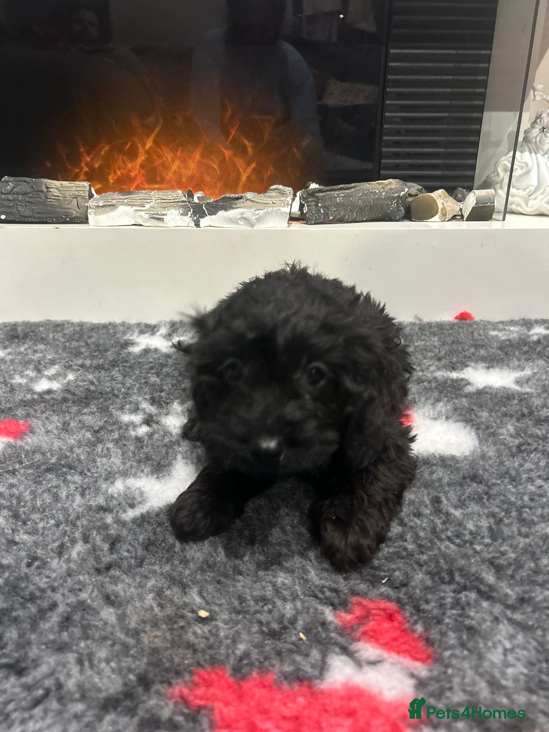 Cockapoo dogs for sale: F1B Cockapoos Pups - Advert 9