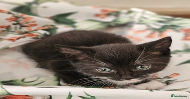 Domestic Shorthair cats - Advert 6