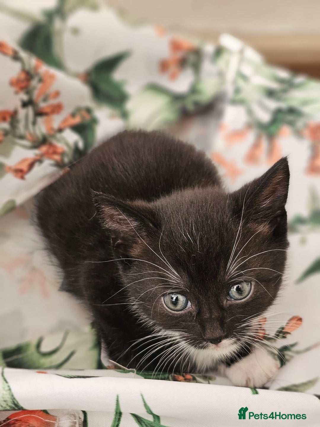 Domestic Shorthair cats for sale: Nows the Time to Bond – Kittens Ready for Adopt 🐱 - Image 3